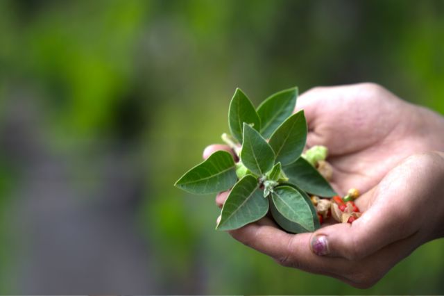 withania-ashwagandha