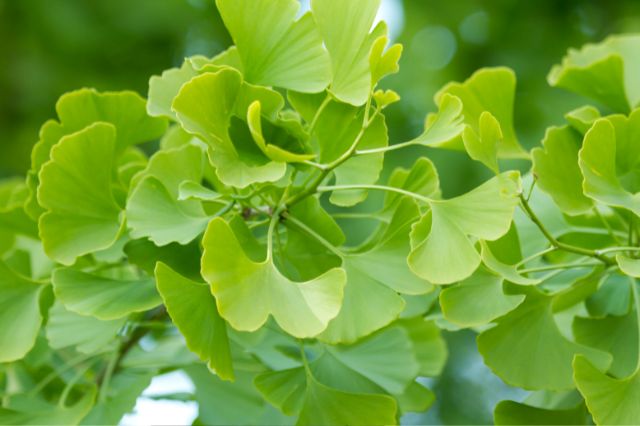 ginkgo-biloba-velemeny-3
