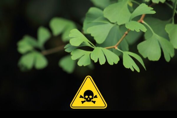 Ginkgo Biloba veszélyei – Olvasd el mielőtt használnád! ginkgo-biloba-veszelyei
